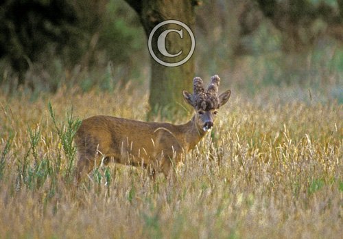 Roe Deer with Puruke Head DM0683